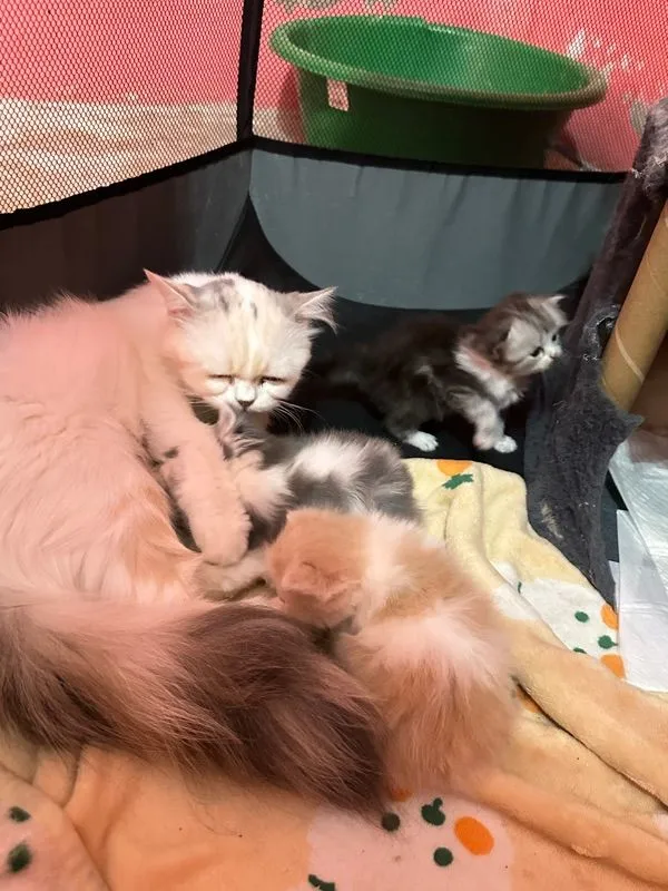 เปิดจองลูกแมว4ตัว