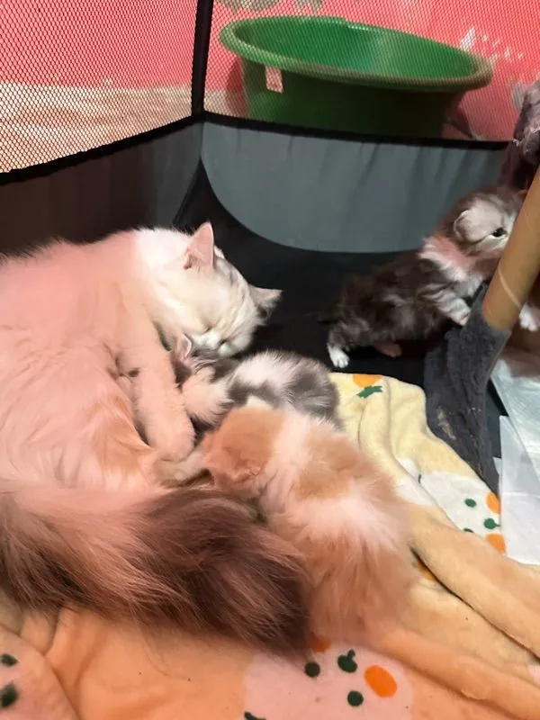 เปิดจองลูกแมว4ตัว