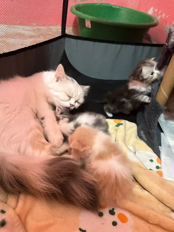 เปิดจองลูกแมว4ตัว