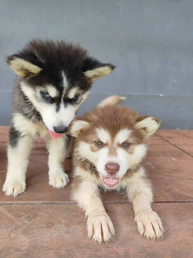 น้องไซบีเรียล อลาสกันผสมฮัสกี้ พร้อมย้ายบ้านค่าาาา