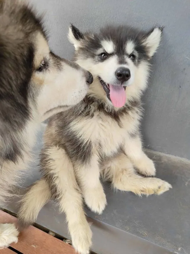 น้องไซบีเรียล อลาสกันผสมฮัสกี้ พร้อมย้ายบ้านค่าาาา