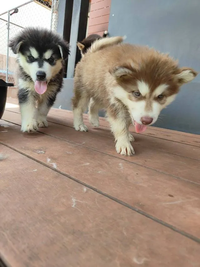 น้องไซบีเรียล อลาสกันผสมฮัสกี้ พร้อมย้ายบ้านค่าาาา