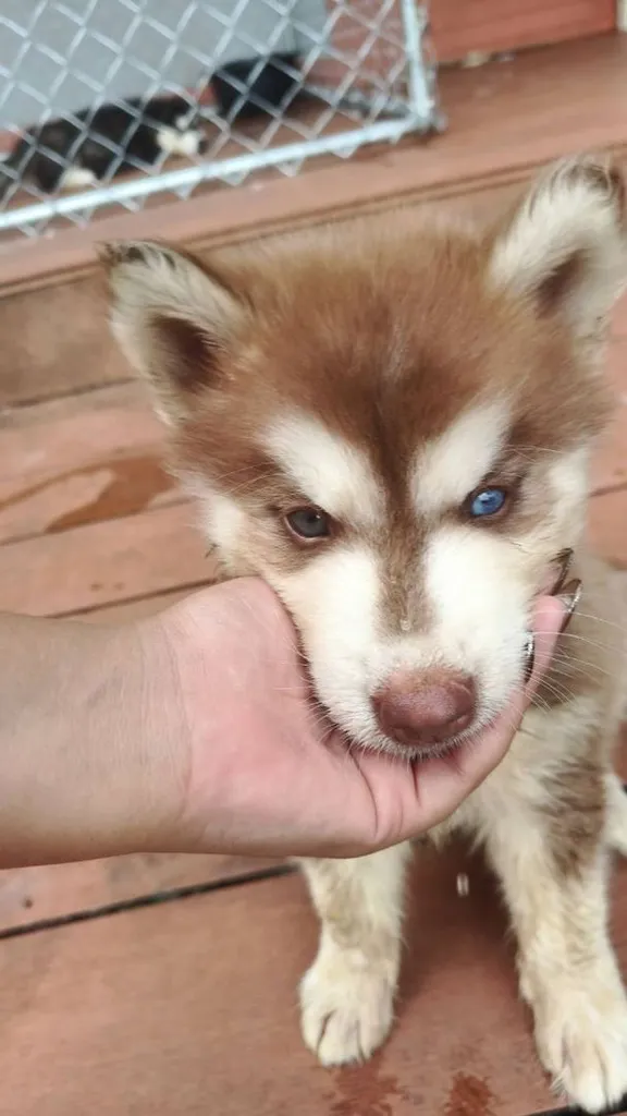 น้องไซบีเรียล อลาสกันผสมฮัสกี้ พร้อมย้ายบ้านค่าาาา