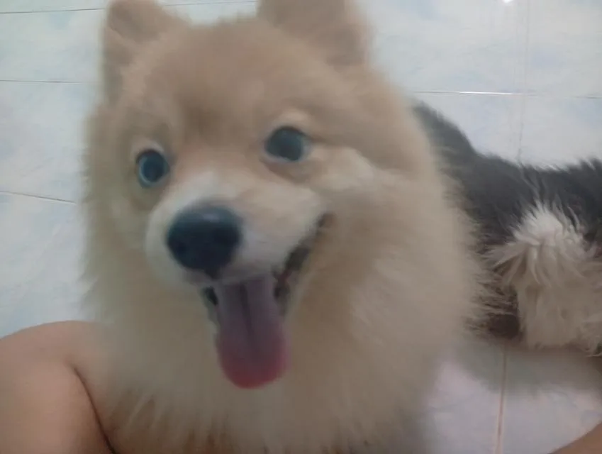ปอมแท้ แบ่งออกเบาๆ ตาสองสี