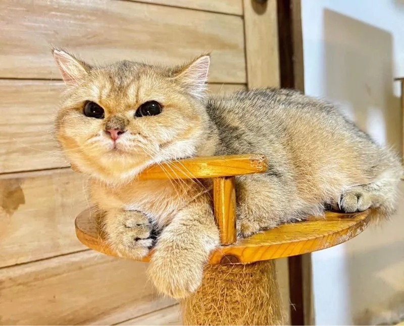 บริติช