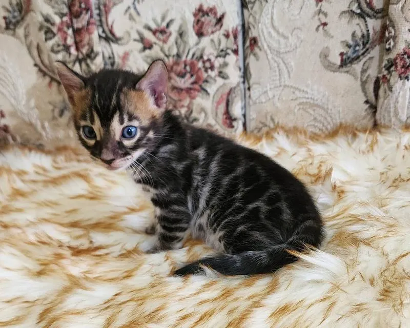 แมว สายพันธุ์ Bengal