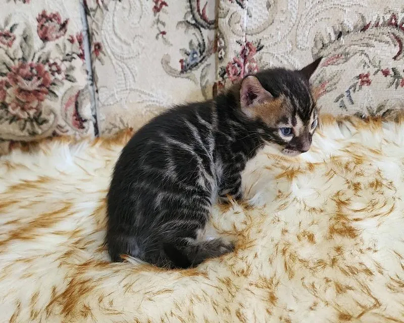 แมว สายพันธุ์ Bengal