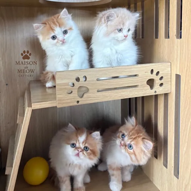 เปอร์เซียแท้ส้มขาว พร้อมไปหา