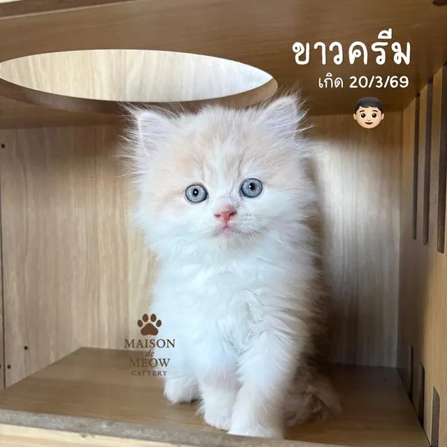 เปอร์เซียแท้ส้มขาว พร้อมไปหา