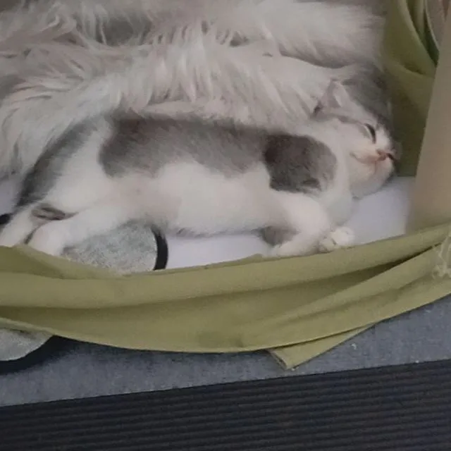 แมว สกอตติช สีเทา🐾