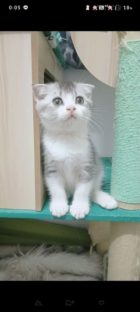 แมว สกอตติช สีเทา🐾