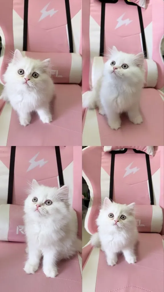แมวเปอร์เซียแท้