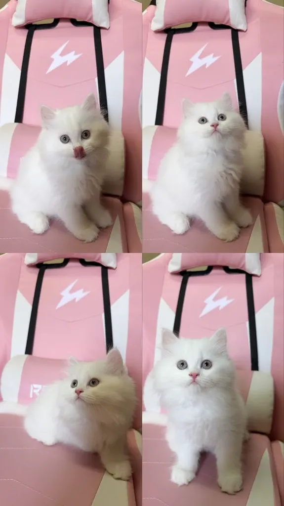 แมวเปอร์เซียแท้