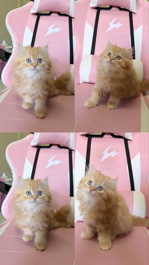 แมวเปอร์เซียแท้