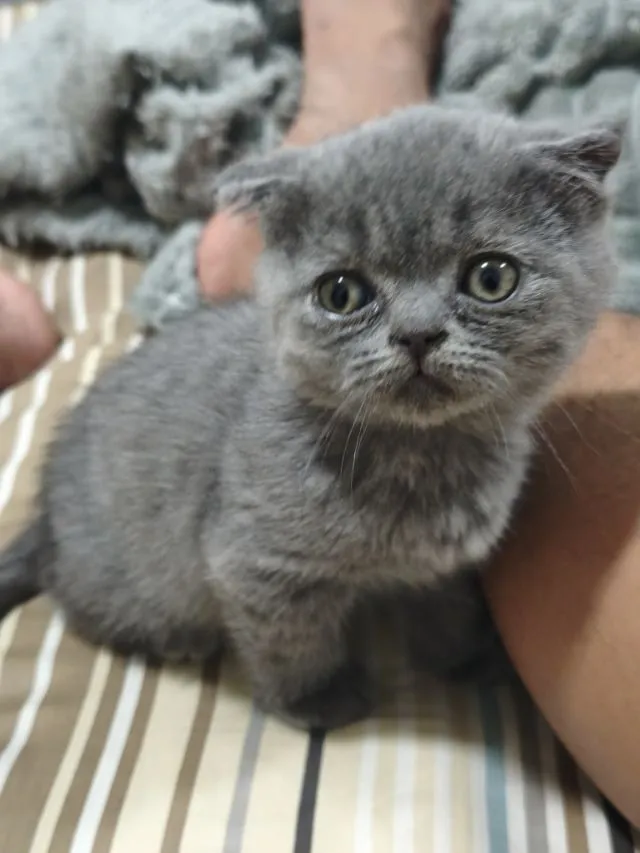 สก๊อตติช ดช.บลู