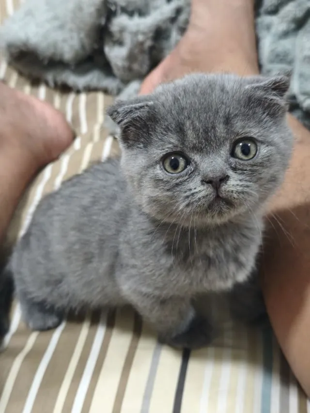 สก๊อตติช ดช.บลู