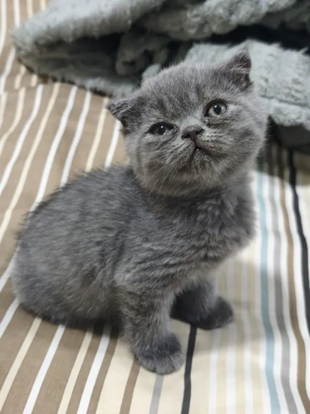สก๊อตติช ดช.บลู
