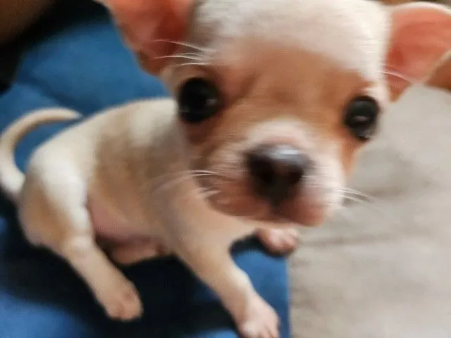 ลูกชิวาวาขนสั้น