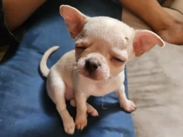 ลูกชิวาวาขนสั้น