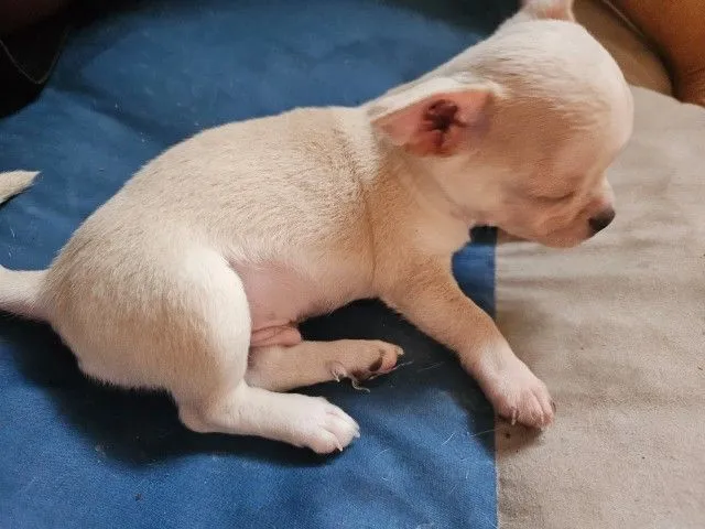 ลูกชิวาวาขนสั้น