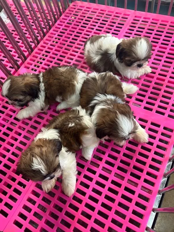 ลูดชิสุทอยผุ้2เมีย2