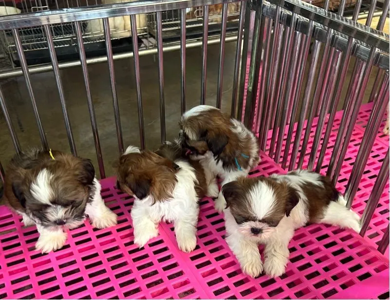 ลูดชิสุทอยผุ้2เมีย2