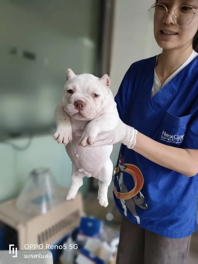 🐶 #บริการรับส่งสุนัขและแมวเท่านั้นทั่วไทยมีรถทุกวัน 📲 0867441143 นเรศ ID LINE : 0867441143 รับลงเครื่องส่งอยู่ต่างจังหวัดเดินทางด้วยรถไฟฟ้าแยกบล็อค