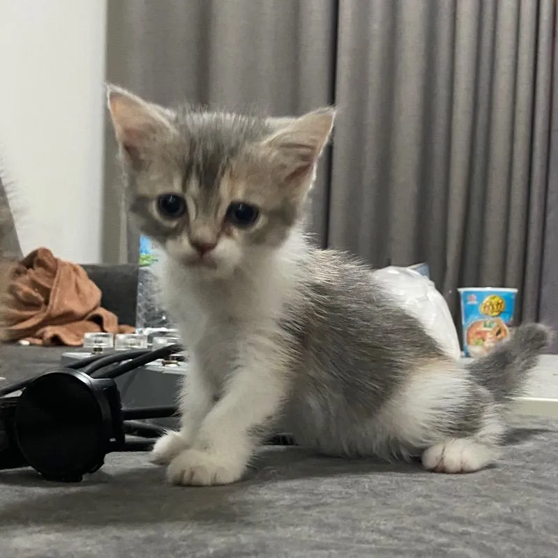 ลูกแมวสกอตติส