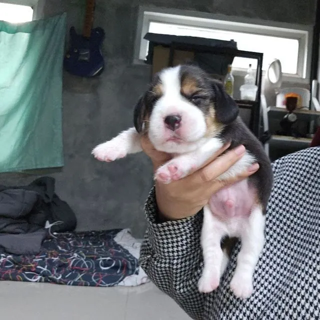 ลูกสุนัขบีเกิ้ลแท้ สายเลือดดี
