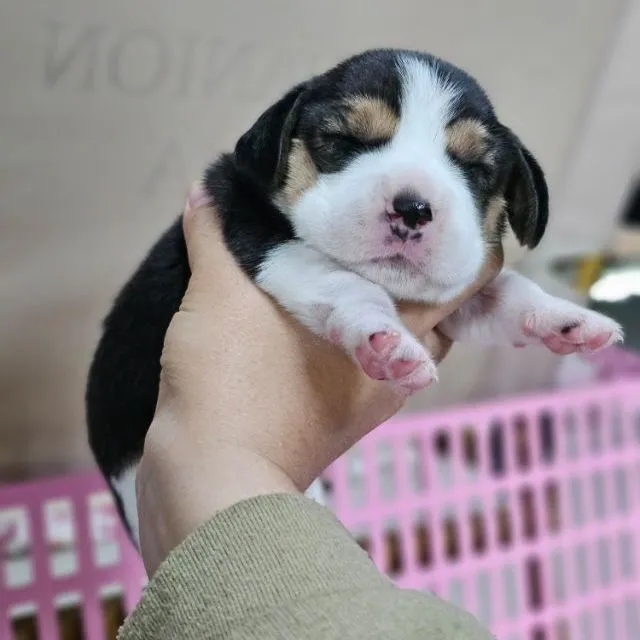 ลูกสุนัขบีเกิ้ลแท้ สายเลือดดี