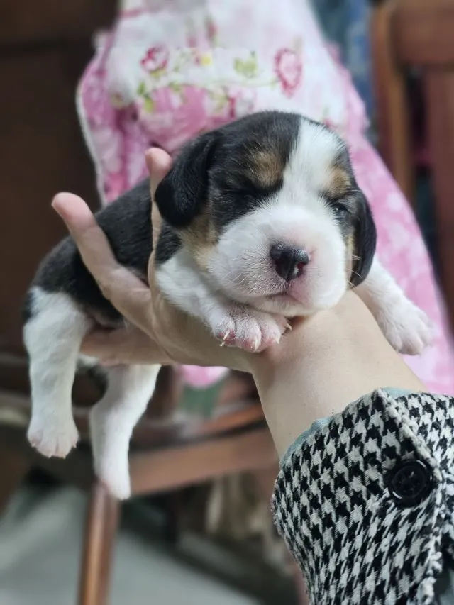 ลูกสุนัขบีเกิ้ลแท้ สายเลือดดี