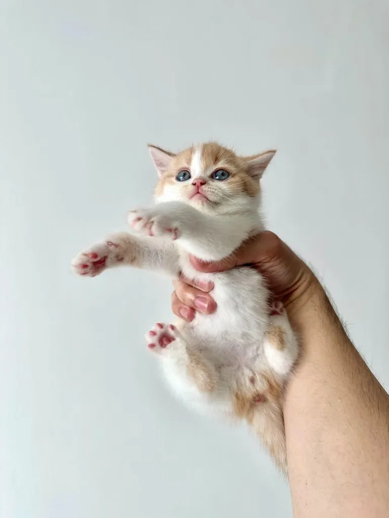 แมวส้ม 🧡 ผสมสีขาว สก็อตติช โฟลด์ - Scottish Fold (ลูกแมว)