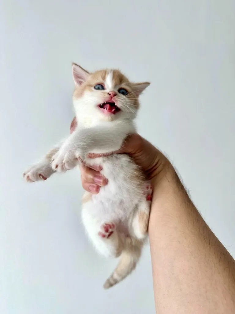 แมวส้ม 🧡 ผสมสีขาว สก็อตติช โฟลด์ - Scottish Fold (ลูกแมว)