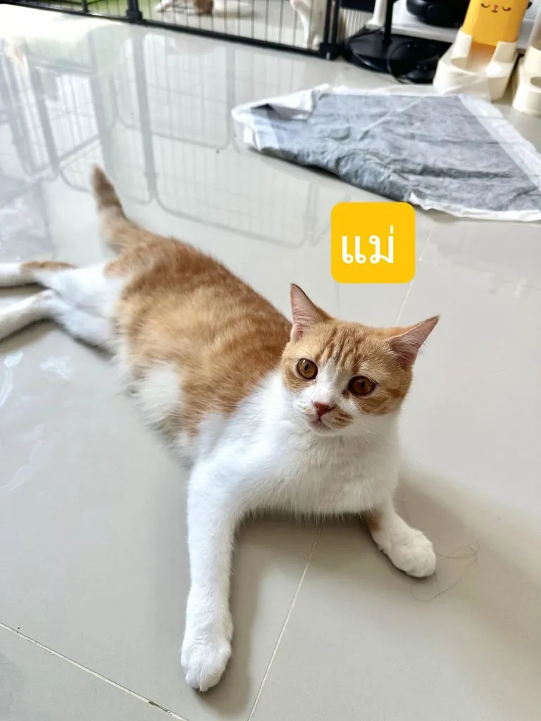 แมวส้ม 🧡 ผสมสีขาว สก็อตติช โฟลด์ - Scottish Fold (ลูกแมว)