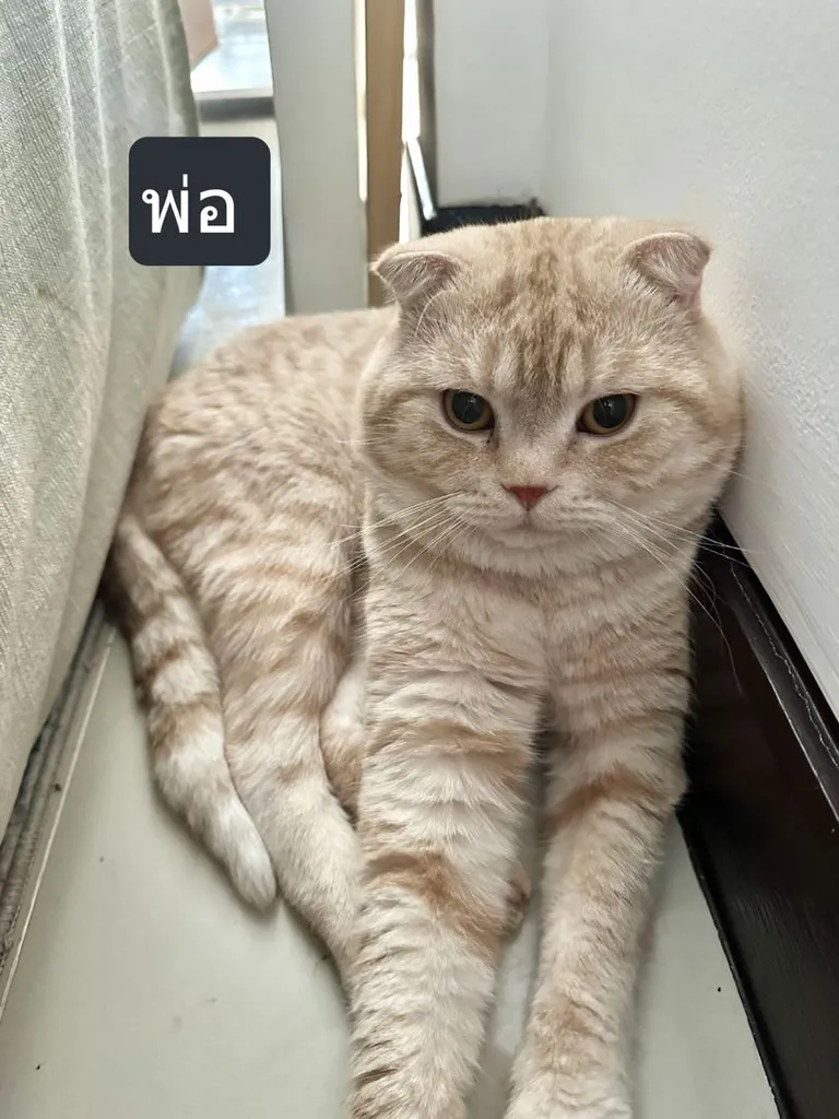 แมวส้ม 🧡 ผสมสีขาว สก็อตติช โฟลด์ - Scottish Fold (ลูกแมว)