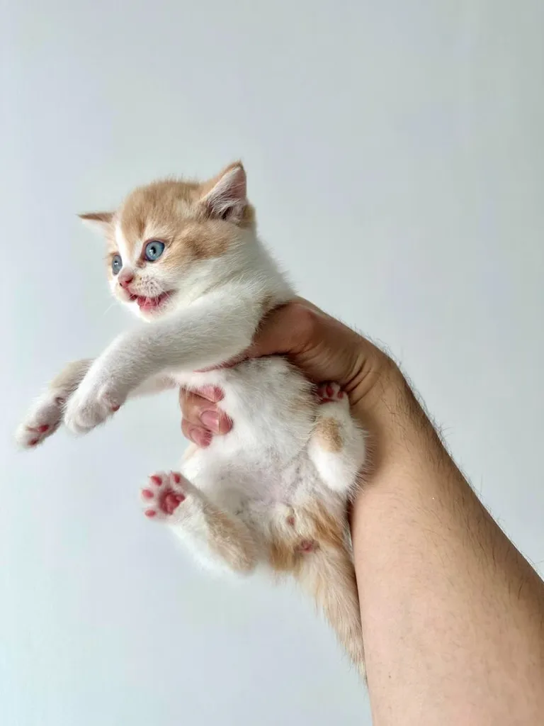 แมวส้ม 🧡 ผสมสีขาว สก็อตติช โฟลด์ - Scottish Fold (ลูกแมว)