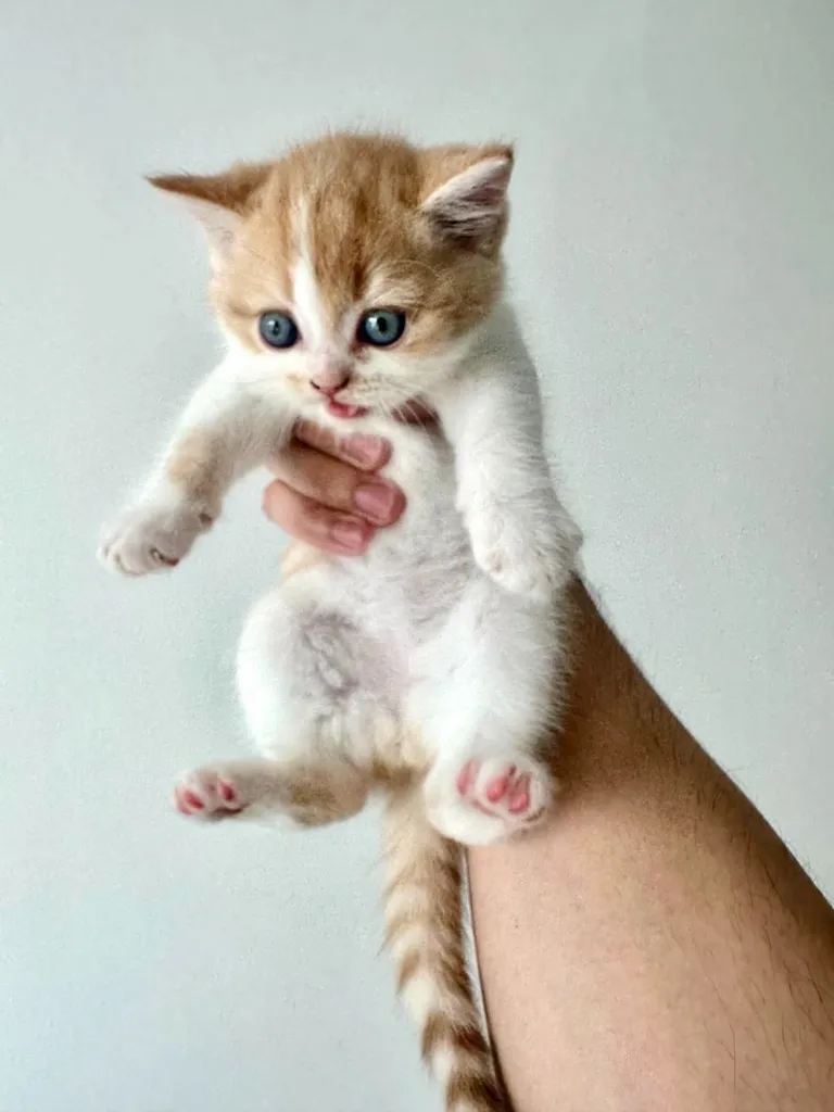 แมวส้ม 🧡 ผสมสีขาว สก็อตติช โฟลด์ - Scottish Fold (ลูกแมว)
