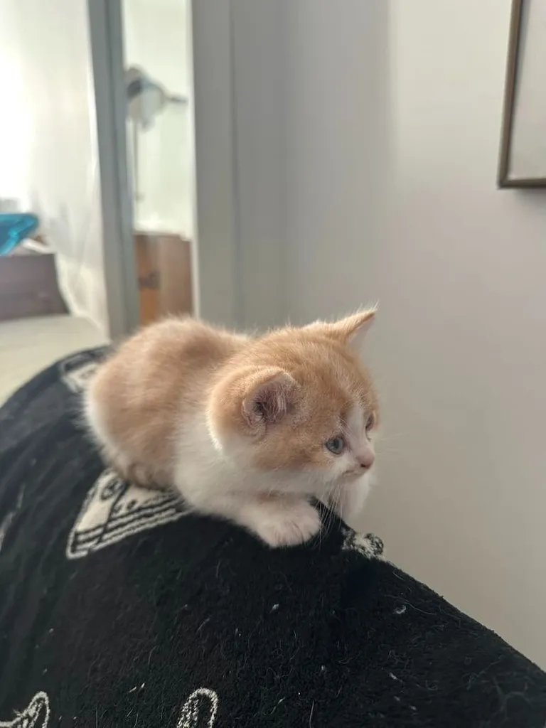 แมวส้ม 🧡 ผสมสีขาว สก็อตติช โฟลด์ - Scottish Fold (ลูกแมว)