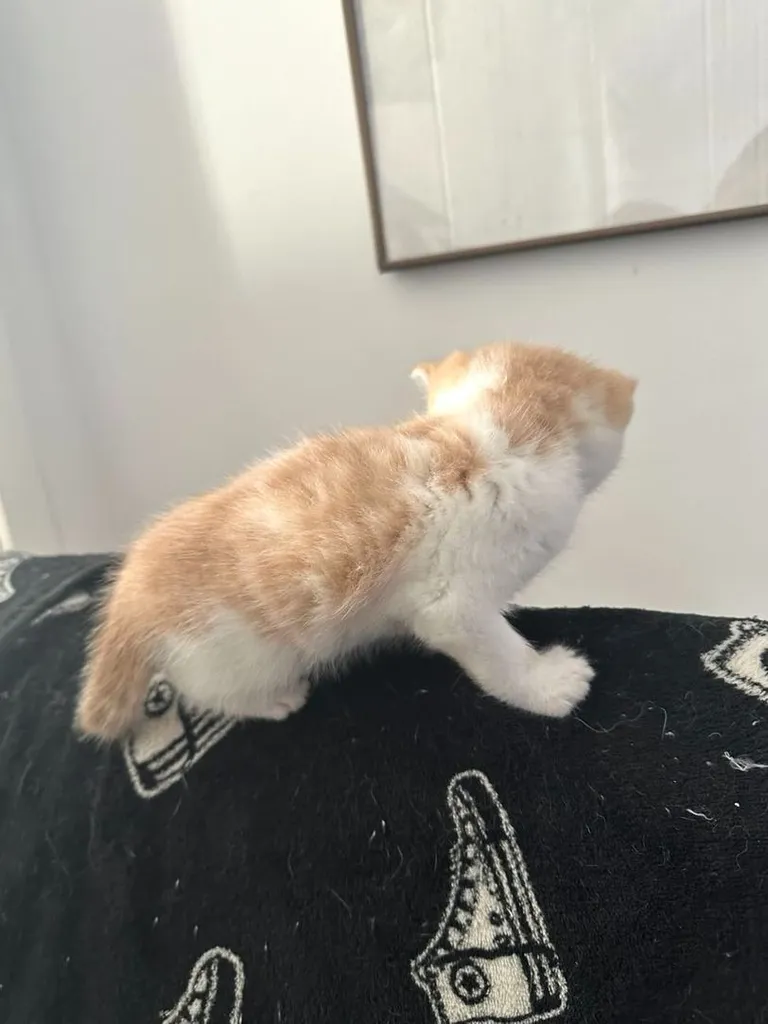 แมวส้ม 🧡 ผสมสีขาว สก็อตติช โฟลด์ - Scottish Fold (ลูกแมว)