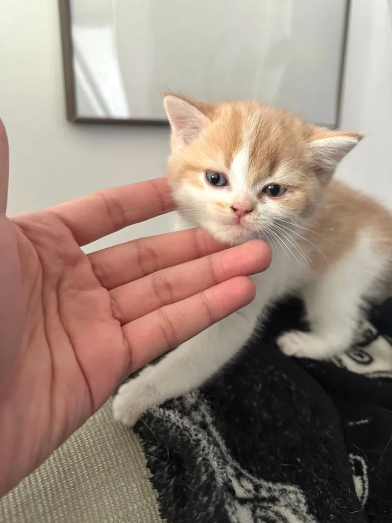 แมวส้ม 🧡 ผสมสีขาว สก็อตติช โฟลด์ - Scottish Fold (ลูกแมว)