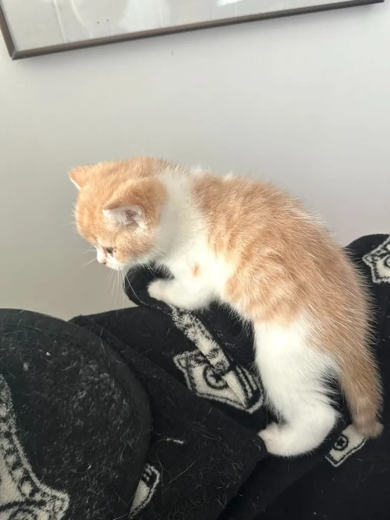 แมวส้ม 🧡 ผสมสีขาว สก็อตติช โฟลด์ - Scottish Fold (ลูกแมว)