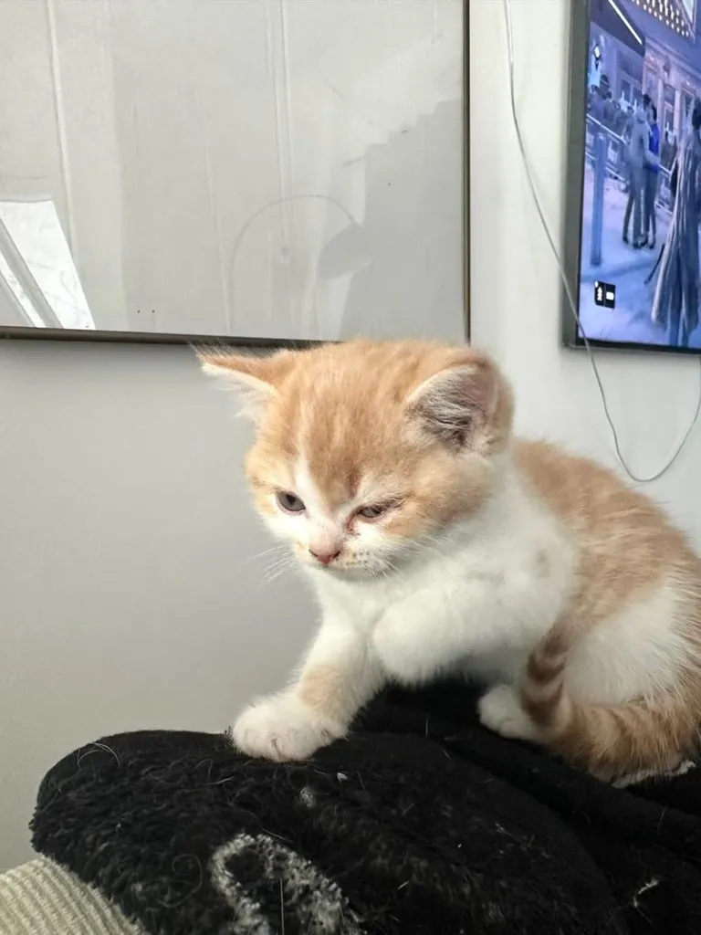 แมวส้ม 🧡 ผสมสีขาว สก็อตติช โฟลด์ - Scottish Fold (ลูกแมว)