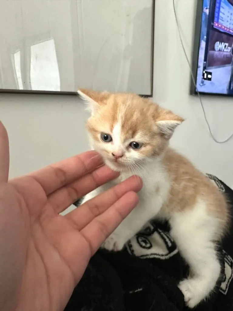 แมวส้ม 🧡 ผสมสีขาว สก็อตติช โฟลด์ - Scottish Fold (ลูกแมว)