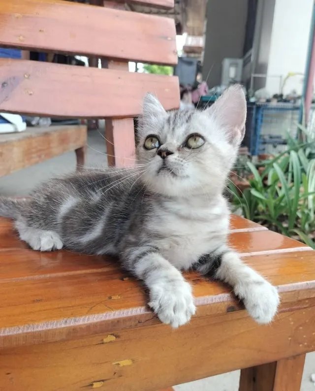 สกอตติชแท้ เบาๆ