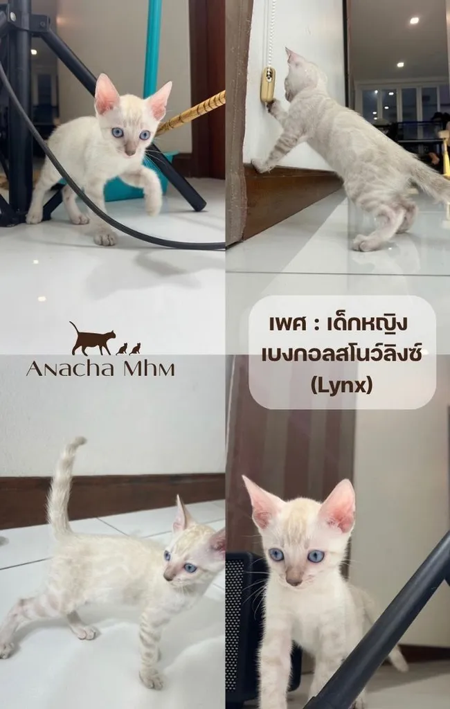 เบงกอลแท้เพศหญิง (Lynx)