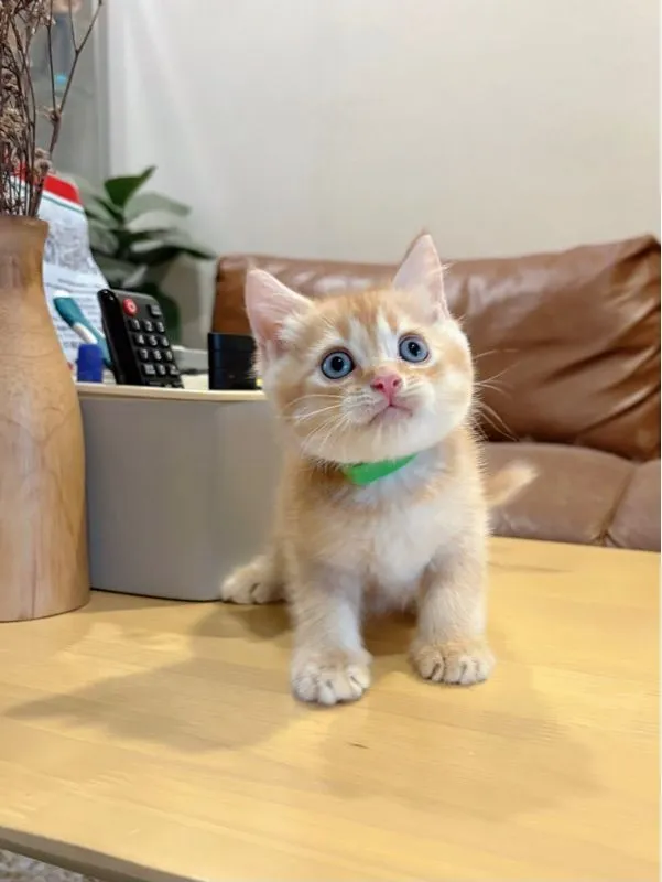 ลูกแมว Scottish Fold