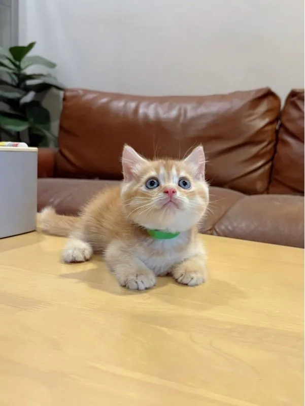 ลูกแมว Scottish Fold