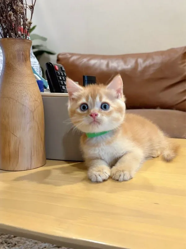 ลูกแมว Scottish Fold