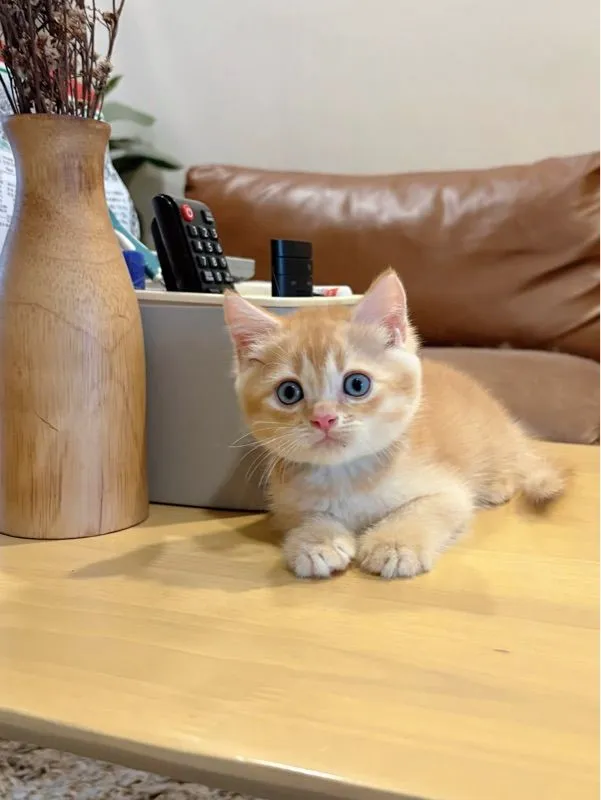 ลูกแมว Scottish Fold