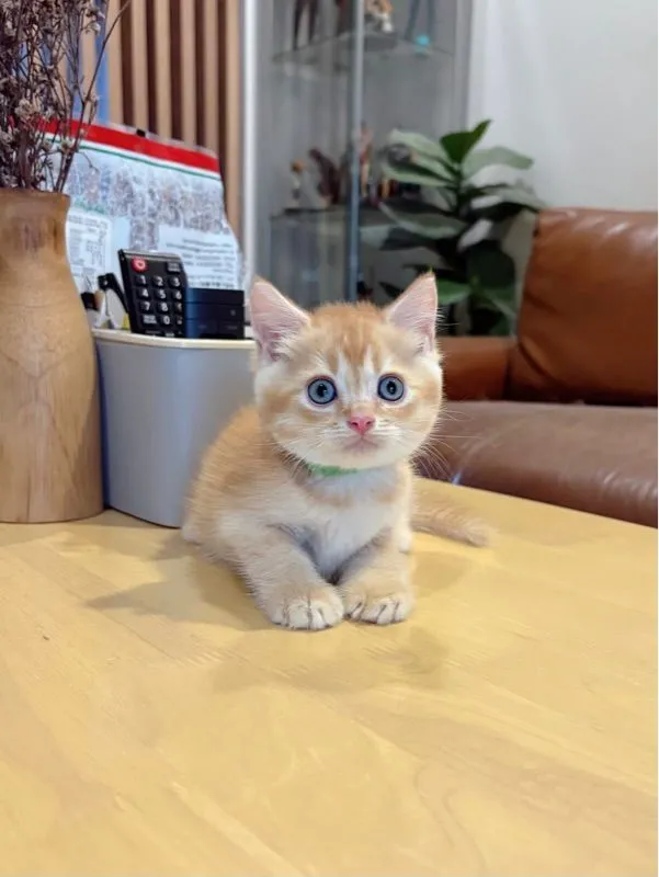ลูกแมว Scottish Fold